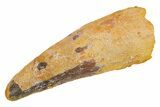 Fossil Spinosaurus Tooth - MASSIVE Dinosaur Tooth #259680-1